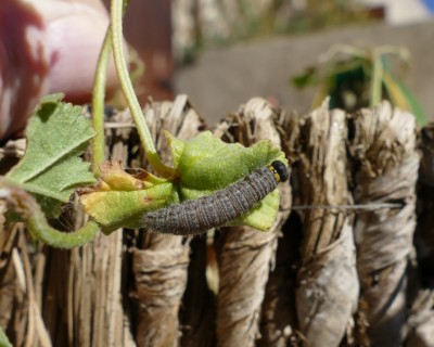 alceae32 caterpillar 17 mm long on Mallow Les Cigales 24Feb20 (1).JPG