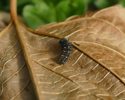 atalanta48 caterpillar xxnd instar on Urtica sp. Parc du Griffon 07Feb19 (6a).JPG