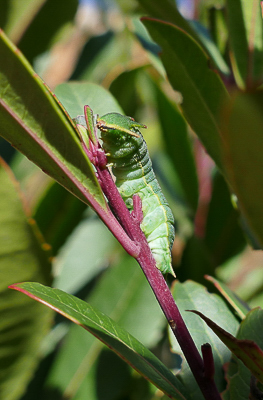 jasius - caterpillar Vitrolles olive grove 07Mar18 (1).JPG