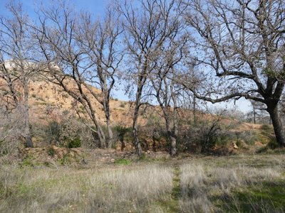 context - polychloros32 Vitrolles olive grove 16Feb18.JPG