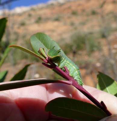 jasius - caterpillar Vitrolles olive grove 07Mar18 (3).JPG