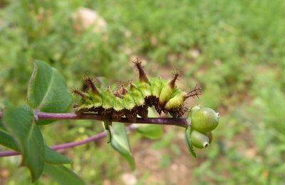 reducta27 caterpillar5 5th instar on Lonicera implexa Vitrolles olive grove 06Jun18 (1).JPG