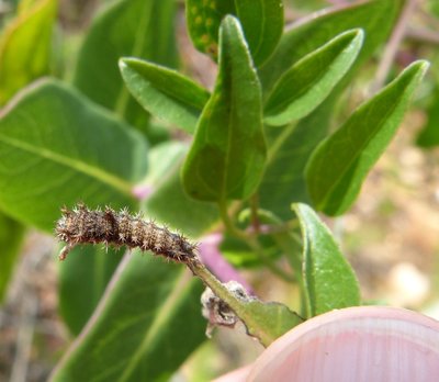 reducta27 caterpillar1 on Lonicera implexa Vitrolles olive grove 24May18 (4).JPG
