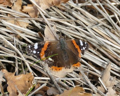 atalanta34 Vitrolles olive grove 04Jan17.JPG