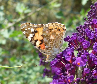 cardui21 Vitrolles Parc du Griffon 24Aug17.JPG