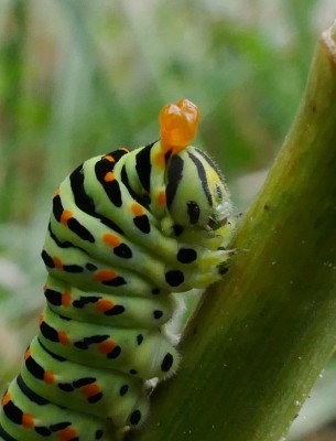 machaon33 caterpillar on fennel Marseille 13Sep19 (2a).JPG