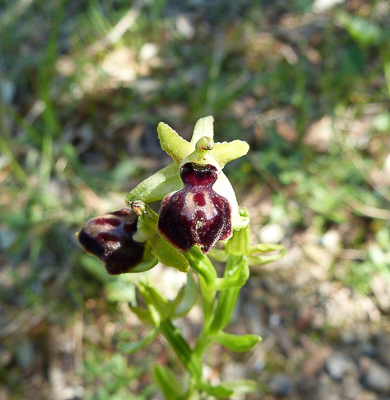 Ophrys de la Passion - Ophrys passionis - Vernègues 29Apr17.JPG