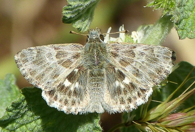 baeticus10 male 15May16 (1aa).JPG