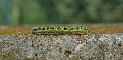 brassicae - caterpillar 5th instar Les Cigales 10Nov18 (4).JPG