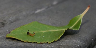jasius37 caterpillar 5 mm long on Arbutus unedo 15Oct19 (3).JPG