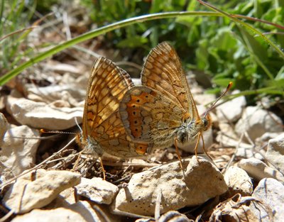 aurinia pair Vallon 01May17 (7).JPG