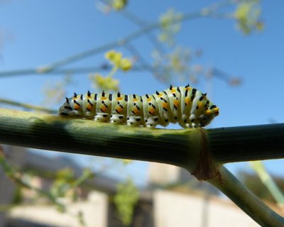 machaon - caterpillar Marseille urban 27Aug17.JPG