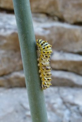 machaon caterpillar2 La Barasse 02Sep16.JPG