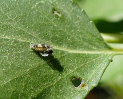 podalirius27 caterpillar 1st instar and chorion on Apricot 10Aug18 (4).JPG