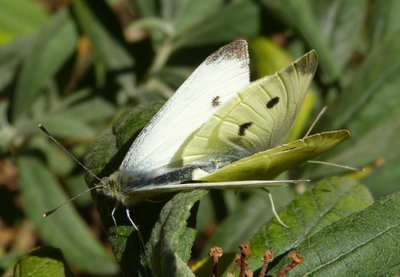 rapae10_13 pair Vitrolles scrub 22Oct15 (4).JPG