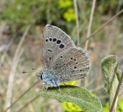 melanops4 male Vitrolles olive grove (2).JPG