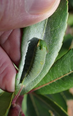 jasius - caterpillar Vitrolles olive grove 04Jan17.JPG