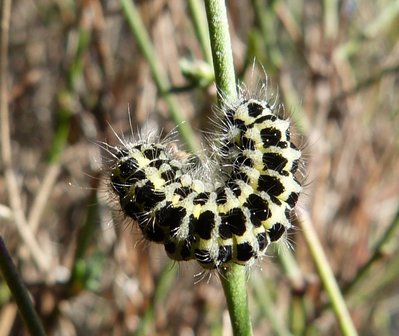 Zygeana caterpillar La Taurelle 10Apr17 (1).JPG