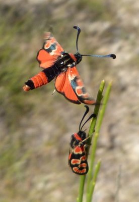 Zygaena fausta9_83 Vallon 03Sep16 (4).JPG