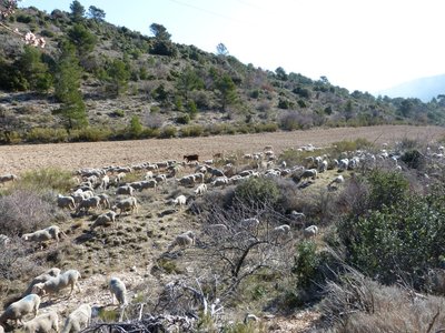 troupeau moutons et chèvres - Vallon 12Mar16 (2).JPG