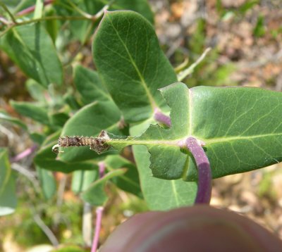 reducta27 caterpillar3 on Lonicera implexa Vitrolles olive grove 24May18 (3).JPG