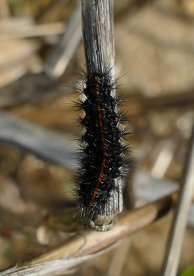 Copie de chenille Parc du Griffon 22Nov18 (1).JPG