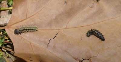 atalanta49 and 50 caterpillars 4th and 5th instar 16 and 18 mm long on Urtica sp. Parc du Griffon 14Mar19 (7).JPG