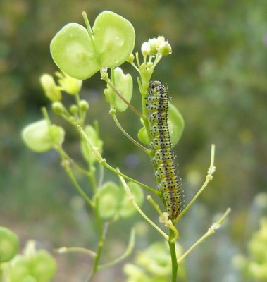 euphenoides - larva16 on Biscutella laevigata P Bruyères 01 May 2015.JPG