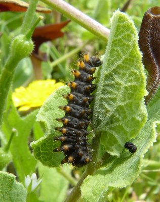 polyxena caterpillar Vallon du Gourgoulousier 17May18 (1).JPG
