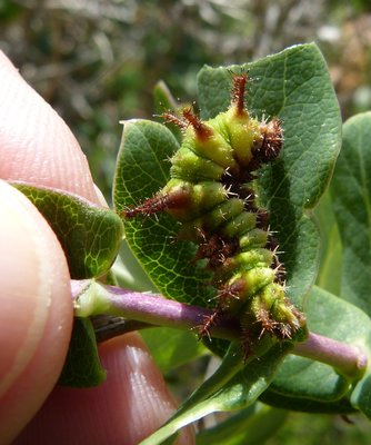 reducta27 caterpillar5 5th instar on Lonicera implexa Vitrolles olive grove 05Jun18 (43).JPG