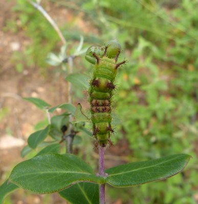 reducta27 caterpillar5 5th instar on Lonicera implexa Vitrolles olive grove 06Jun18 (11).JPG