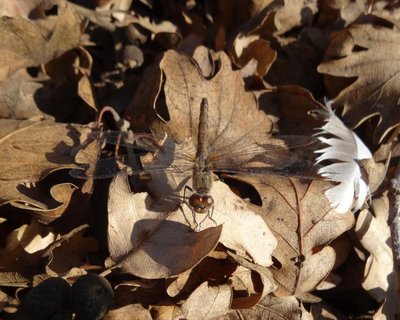 Dragonfly Vitrolles olive grove 17Nov16 (2).JPG