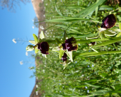 Ophrys atrata - Ophrys araignée Vitrolles friche 30Mar17.JPG