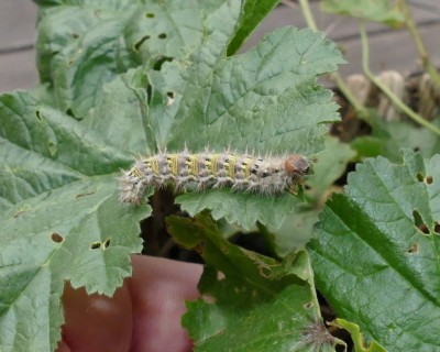 cardui29 caterpillar 5th instar 30 mm long on Mallow 20Oct19 (2).JPG