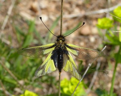 Owlfly 20Apr16.JPG