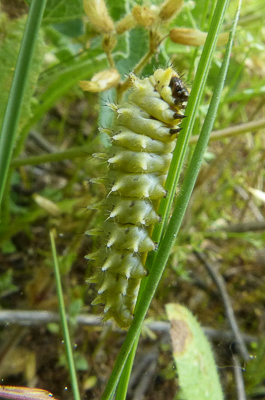 rumina35 caterpillar Vallon du Gourgoulousier 17May18 (7).JPG