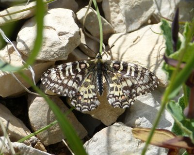 rumina Vallon 01May17.JPG