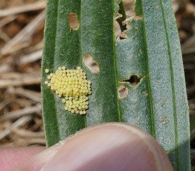 cinxia35 eggs on Plantago lanceolata Vitrolles olive grove 26Apr19 (2).JPG