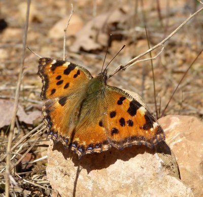 polychloros23 Vitrolles olive grove 10Mar16.JPG