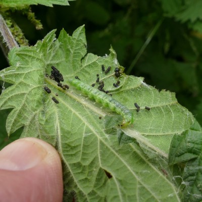 caterpillar on nettles England Jun24 (2).jpg