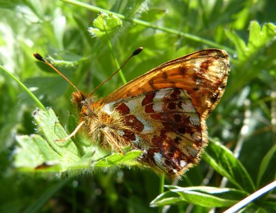 Boloria1 2140 m Le Roc1 Les Menuires 13Jul17 (6).JPG