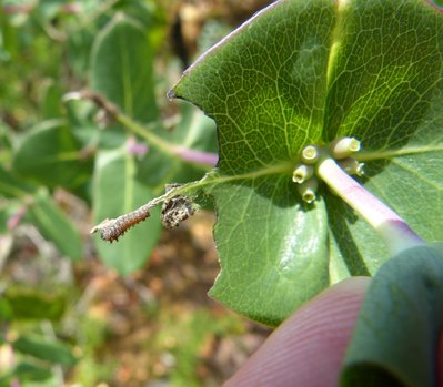 reducta27 caterpillar2 on Lonicera implexa Vitrolles olive grove 24May18 (1).JPG
