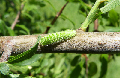 betulae4 caterpillar 1.5 cm long La Taurelle 20May18 (6).JPG