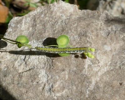 1 euphenoides24 caterpillar 25 mm long Parc des Bruyères 13May20 (19).JPG