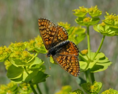 Euphydryas aurinia provencialis Lagnes_84 20Apr19 (2) Christopher JACKSON.JPG