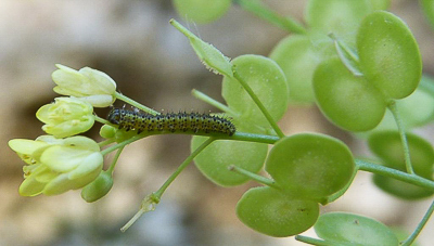 euphenoides - caterpillar1 Parc des Bruyères 28Apr17 (6a).JPG