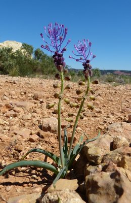 Tassel hyacinth 19Apr16.JPG