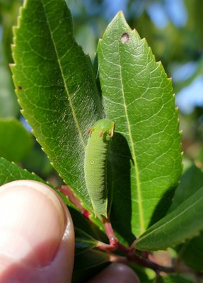 jasius - caterpillar4 St Marcel 28Jan18.JPG