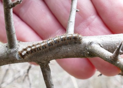 caterpillar on Prunus spinosa 10Mars18 (5).JPG