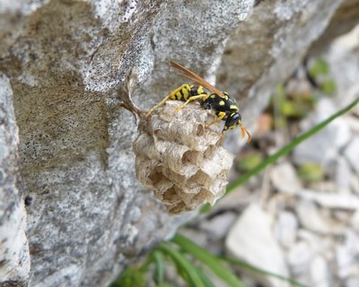 Wasp and nest Vallon 01May17 (1).JPG